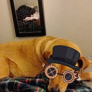 Luke is registered to the contest to win money with this photo: dog, pet, blanket, bed, plaid_blanket, mirror, reflection, sticker, hat, goggles, indoor, wall, smartphone_screenshot, browser_bar, cozy, sleeping, fur, nose, bedroom, decor