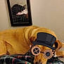 dog, pet, blanket, bed, plaid_blanket, mirror, reflection, sticker, hat, goggles, indoor, wall, smartphone_screenshot, browser_bar, cozy, sleeping, fur, nose, bedroom, decor