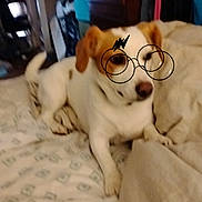 Hazel joined the competition — help win amazing prizes! dog, bed, blanket, indoor, furniture, clothing, digital_filter, glasses, lightning_bolt, pet, canine, resting, white_dog, brown_ear, room, dresser, hanging_clothes, soft_light, fabric, casual