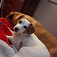 Hazel joined the competition — help win amazing prizes! dog, two_dogs, white_dog, brown_dog, pet, puppy, resting, blanket, bed, indoor, cozy, looking_at_camera, floppy_ears, companion, close_up, furniture, dresser, home_interior, bedroom, portrait