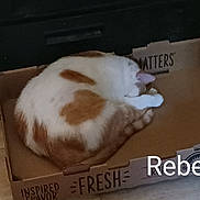 Rebel is registered to the contest to win money with this photo: animal, box, cardboard, carton, cat, computer, computerhardware, drawer, electronics, furniture, hardware, indoors, kitten, laptop, manx, package, packagedelivery, person, pet, sleeping