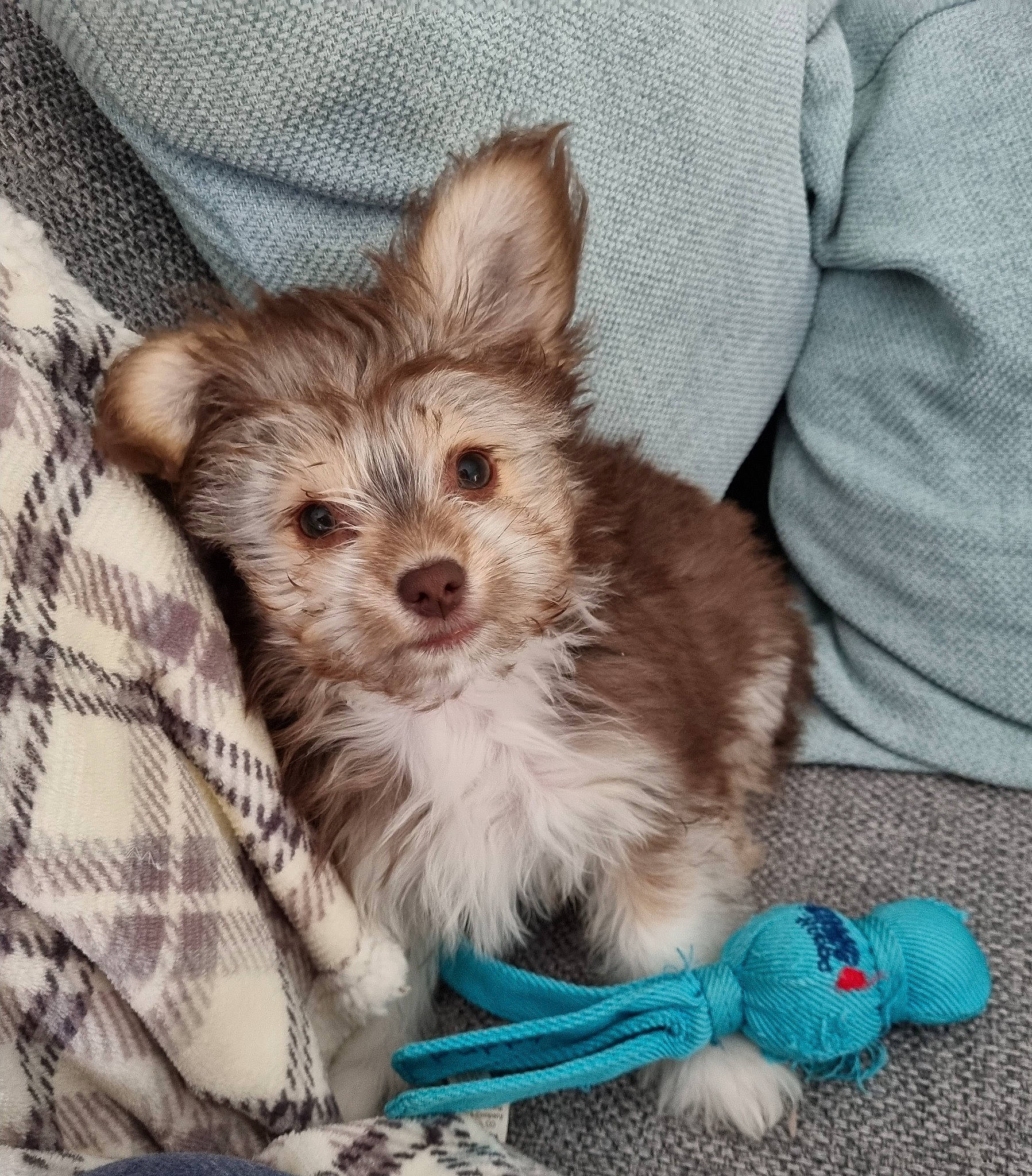 Teddy is registered to the contest to win money with this photo: basket, carnivore, chihuahua, companion_dog, dog, dog_breed, dog_clothes, dog_supply, fawn, fur, pattern, small_terrier, snout, tail, terrestrial_animal, terrier, toy_dog, whiskers, working_animal, yorkipoo