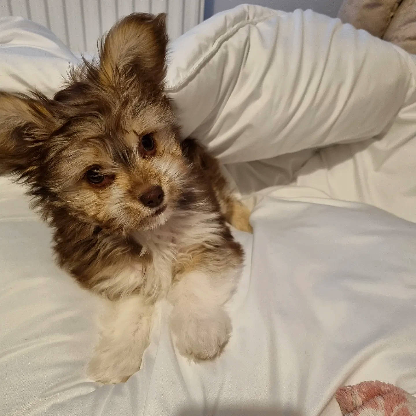 Teddy is registered to the contest to win money with this photo: canidae, carnivore, comfort, companion_dog, dog, dog_breed, dog_supply, ear, fawn, fur, liver, small_terrier, snout, sporting_group, terrestrial_animal, terrier, toy_dog, whiskers, working_animal, yorkipoo