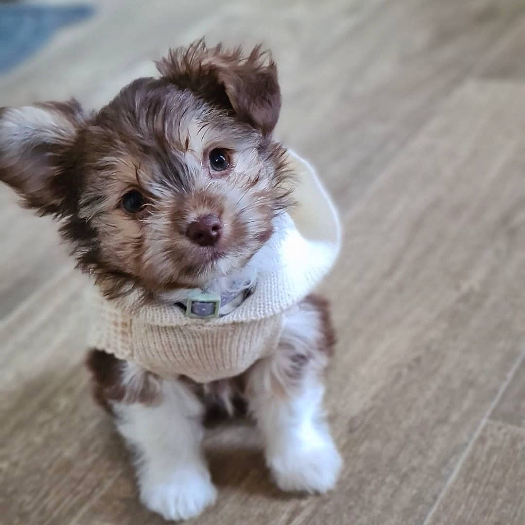 Teddy joined the competition — help win amazing prizes! biewer_terrier, canidae, carnivore, companion_dog, dog, dog_breed, dog_clothes, dog_supply, fashion_accessory, fawn, fur, hardwood, small_terrier, snout, sporting_group, terrier, toy, toy_dog, wood, working_animal