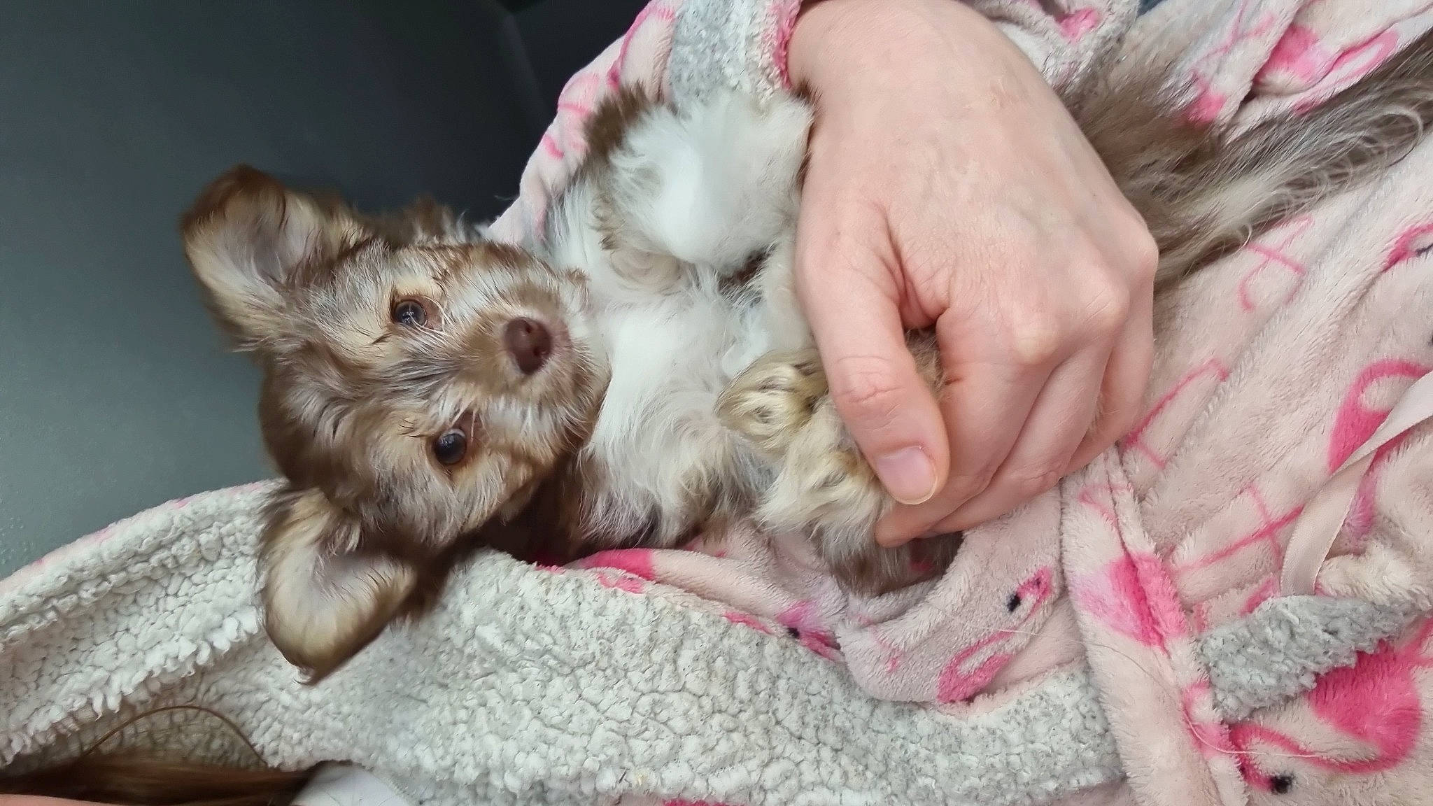 Teddy is registered to the contest to win money with this photo: carnivore, child, comfort, companion_dog, dog, dog_breed, ear, fawn, felidae, fur, nail, non_sporting_group, paw, puppy_love, skin, small_to_medium_sized_cats, terrier, toy_dog, whiskers