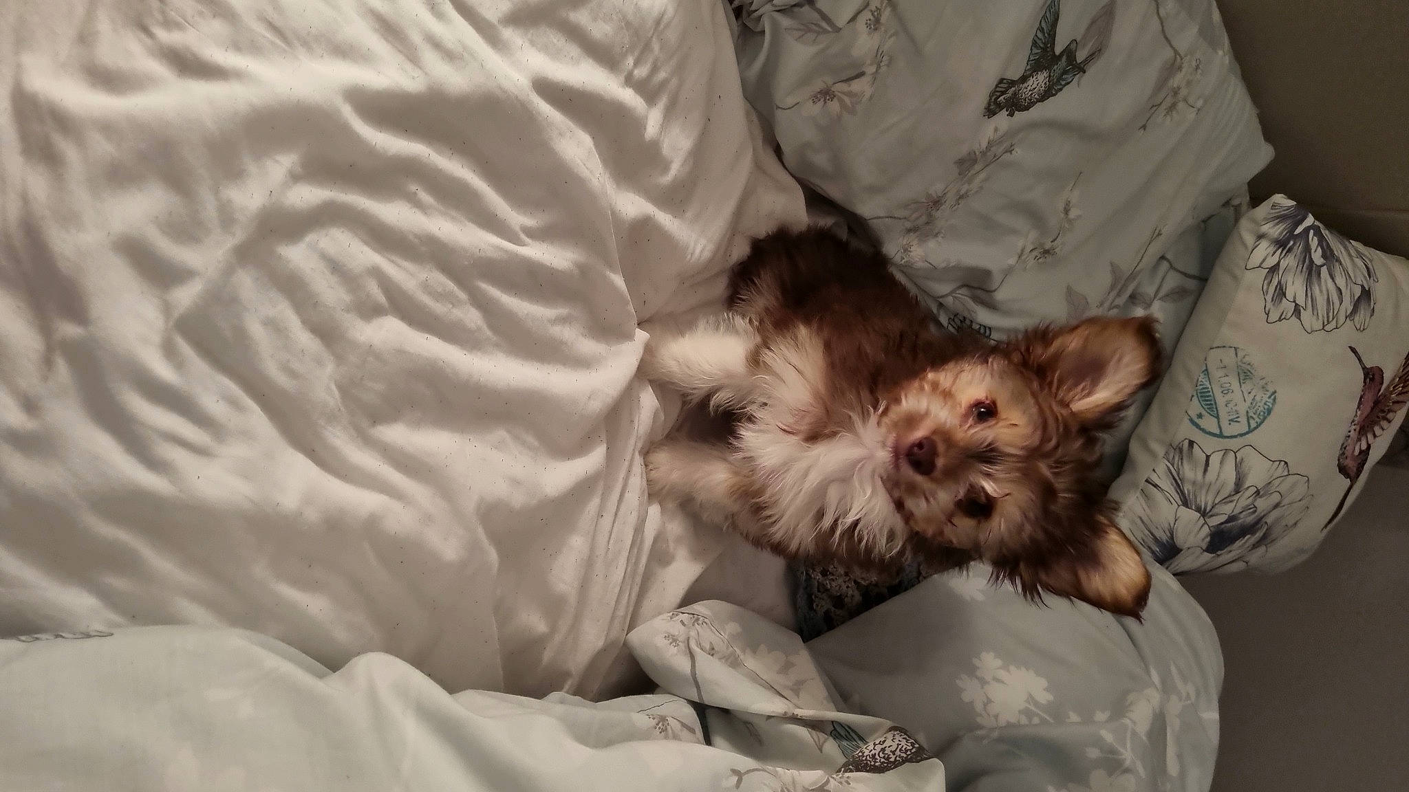 Teddy joined the competition — help win amazing prizes! canidae, carnivore, comfort, companion_dog, dog, dog_breed, dog_supply, duvet, ear, fawn, fur, linens, liver, paw, small_terrier, snout, sporting_group, terrier, toy_dog, working_animal