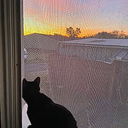 Moon participe au concours pour gagner de l'argent avec cette photo : cat, silhouette, window, sunset, screen, mesh, outdoor, sky, tree, rooftop, animal, pet, black_cat, nature, evening, quiet, reflection, home, peaceful, curious