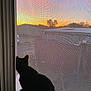 cat, silhouette, window, sunset, screen, mesh, outdoor, sky, tree, rooftop, animal, pet, black_cat, nature, evening, quiet, reflection, home, peaceful, curious