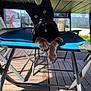 Moon participe au concours pour gagner de l'argent avec cette photo : black_cat, cat, yellow_eyes, outdoor, deck, blue_chair, metal_frame, sunlight, shadow, wooden_floor, pet, feline, animal, curious, resting, close_up, daylight, nature, whiskers, playful