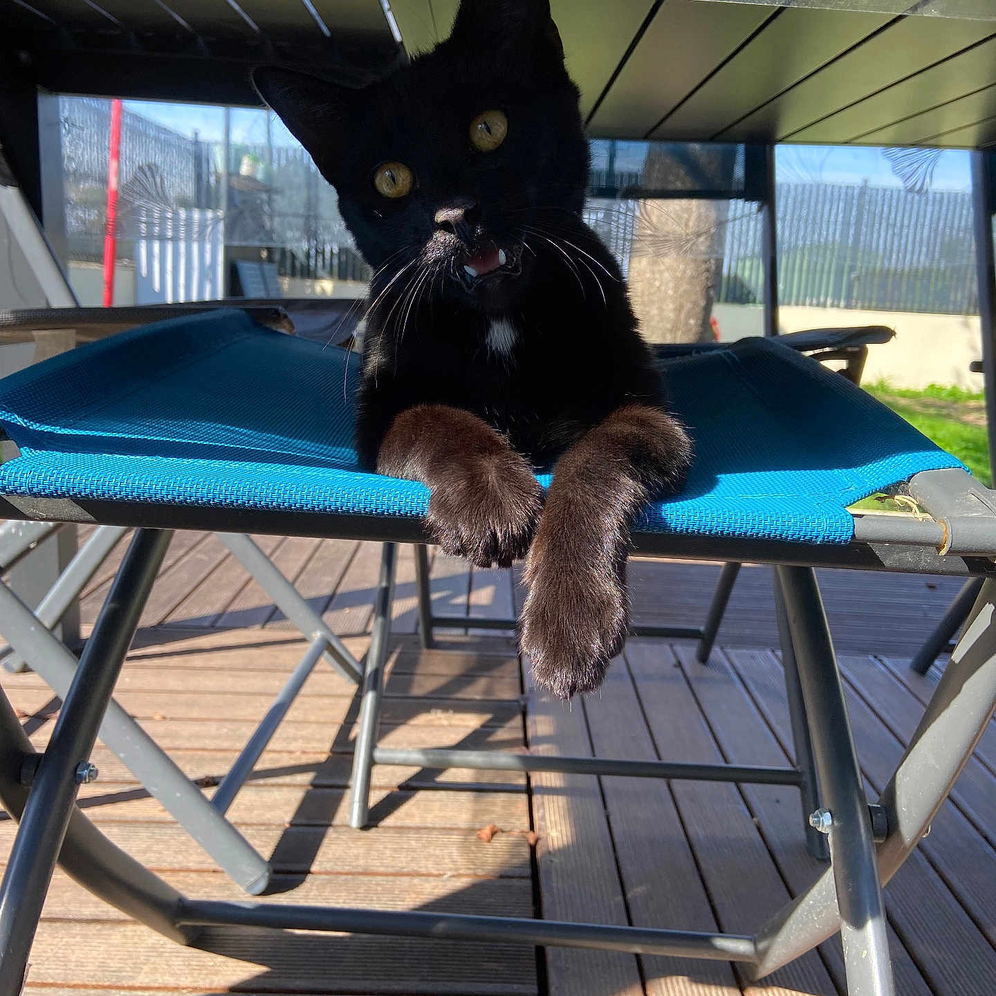 Moon participe au concours pour gagner de l'argent avec cette photo : animal, black_cat, blue_chair, cat, close_up, curious, daylight, deck, feline, metal_frame, nature, outdoor, pet, playful, resting, shadow, sunlight, whiskers, wooden_floor, yellow_eyes