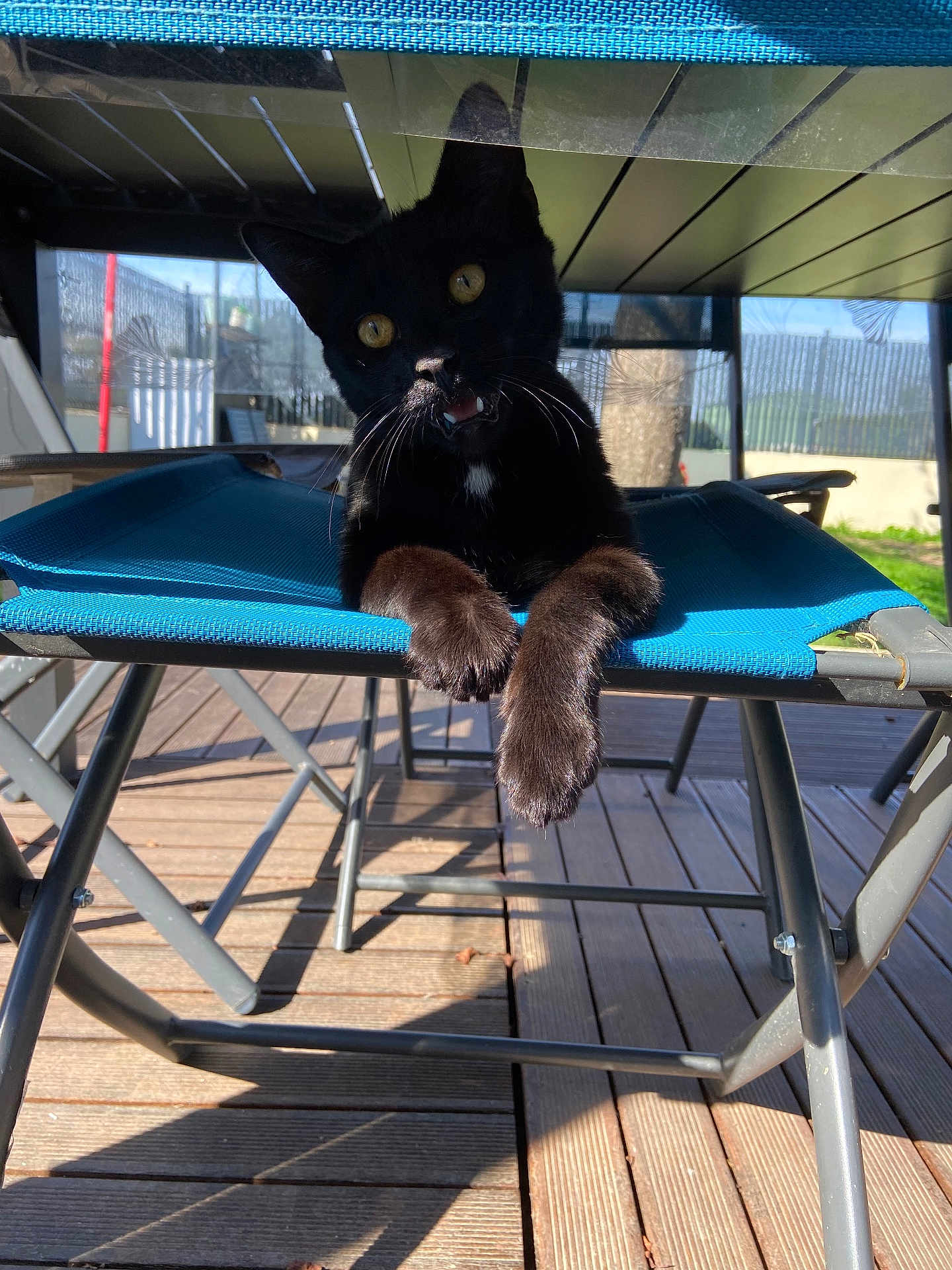 Moon participe au concours pour gagner de l'argent avec cette photo : black_cat, cat, yellow_eyes, outdoor, deck, blue_chair, metal_frame, sunlight, shadow, wooden_floor, pet, feline, animal, curious, resting, close_up, daylight, nature, whiskers, playful