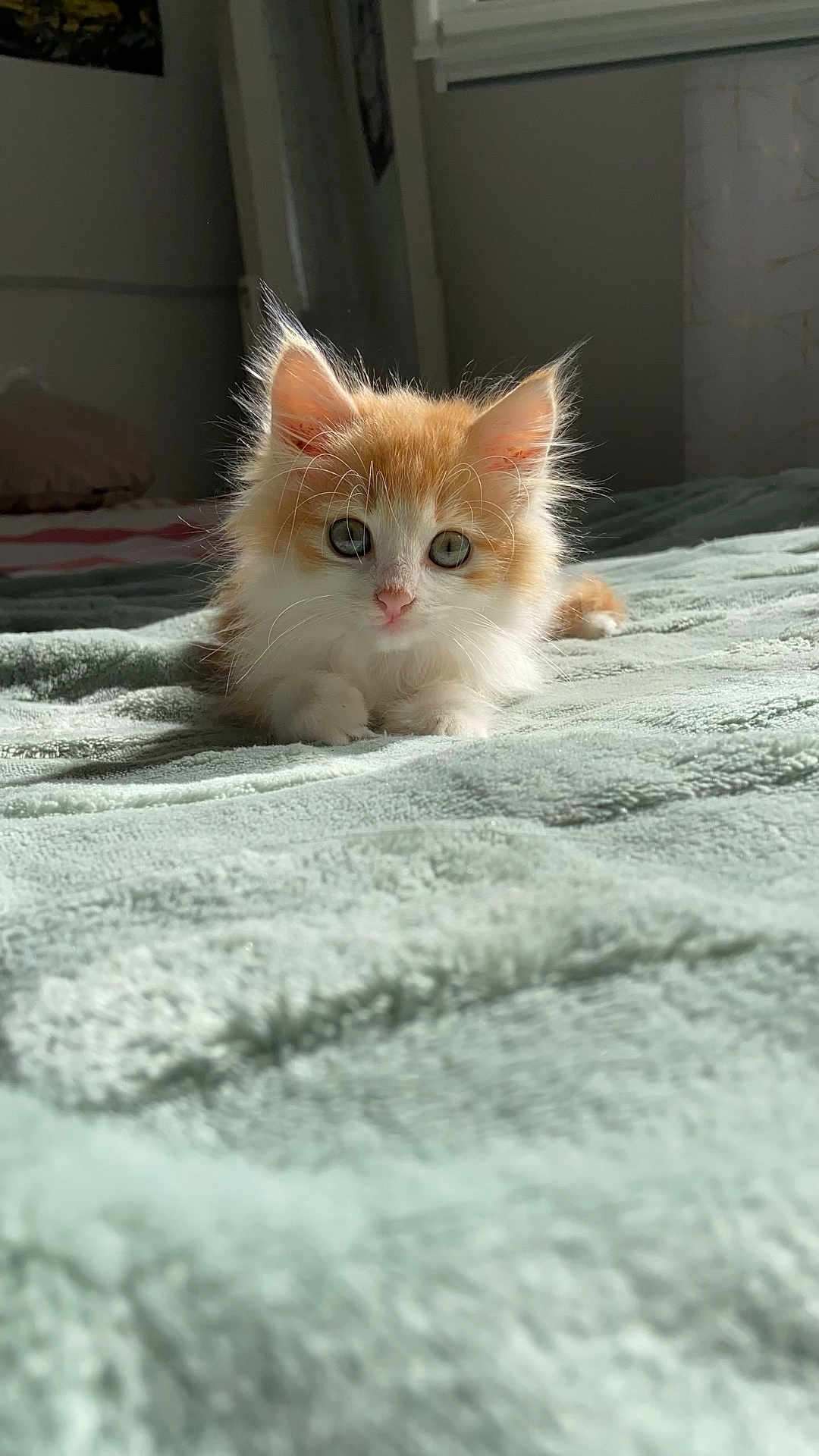 Lulu a rejoint le concours — aidez-le/la à gagner de superbes lots ! kitten, cat, orange_and_white, fluffy, pet, indoor, bed, blanket, soft_texture, sunlight, window, curious, cute, animal, feline, resting, cozy, young, whiskers, ears