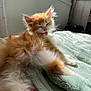 Lulu a rejoint le concours — aidez-le/la à gagner de superbes lots ! kitten, cat, orange_cat, white_cat, fluffy, tongue_out, grooming, bed, blanket, cozy, indoor, sunlight, relaxed, cute, pet, furry, animal, small, resting, soft