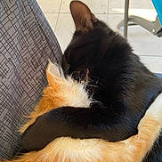 Lulu participe au concours pour gagner de l'argent avec cette photo : cat, black_cat, orange_cat, hug, embrace, feline, fur, pets, indoor, chair, patterned_chair, cozy, affection, closeup, animal, whiskers, ears, floor, tile_floor, domestic_animal