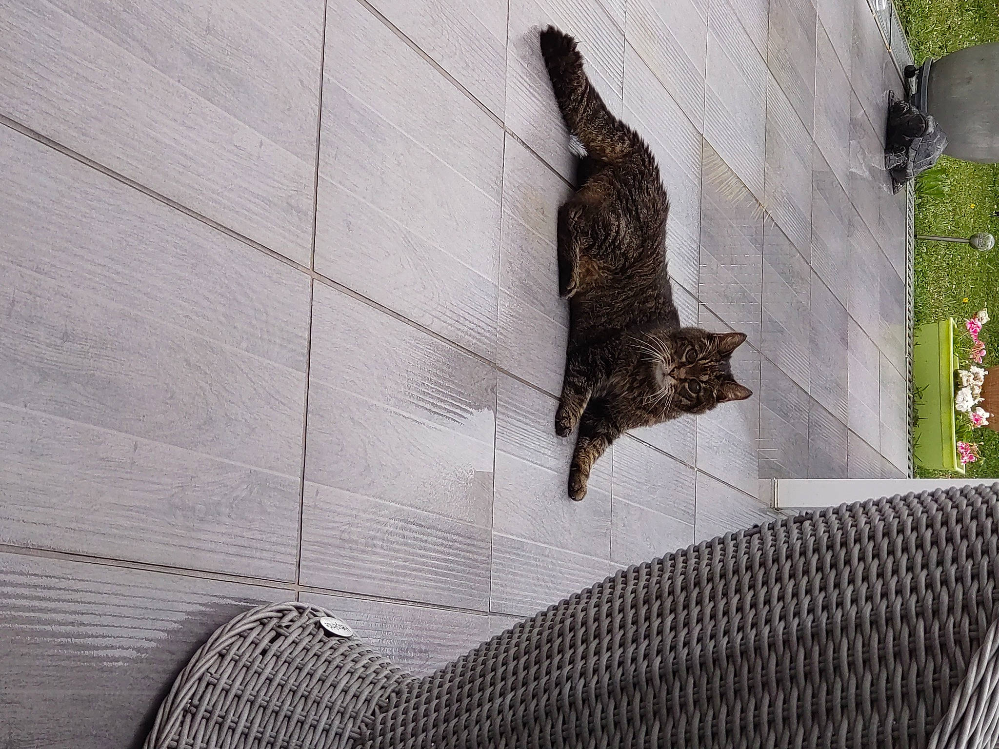 Syrius a rejoint le concours — aidez-le/la à gagner de superbes lots ! art, domestic_short_haired_cat, felidae, flooring, glass, grey, house, mesh, metal, pattern, plant, reptile, roof, sculpture, small_to_medium_sized_cats, tail, tree, visual_arts, window, wing