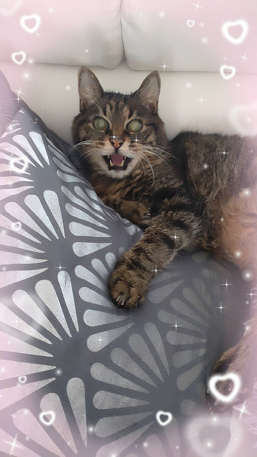 Syrius participe au concours pour gagner de l'argent avec cette photo : carnivore, cat, cat_supply, claw, comfort, domestic_short_haired_cat, door, felidae, flooring, fur, grey, pattern, paw, sitting, small_to_medium_sized_cats, snout, tail, whiskers