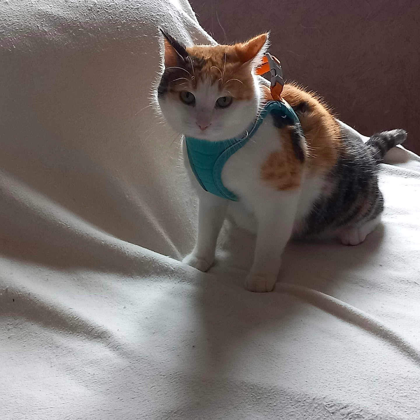Tixie participe au concours pour gagner de l'argent avec cette photo : animal, black, blanket, calico_cat, cat, cozy, curious, cute, domestic_cat, feline, fur, harness, indoor, looking, orange, pet, resting_place, soft, standing, white