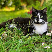 Pipou a rejoint le concours — aidez-le/la à gagner de superbes lots ! cat, black_and_white, tuxedo_cat, animal, pet, feline, outdoor, garden, grass, flowers, daisies, greenery, whiskers, green_eyes, long_hair, lying_down, portrait, nature, meadow, close_up