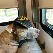 Mama Gurl is registered to the contest to win money with this photo: dog, canine, marines_hat, baseball_cap, pet, looking_out, window, indoor, sofa, upholstery, side_profile, muzzle, ear, brown_coat, nose, alert, portrait, domestic_animal, seat, calm