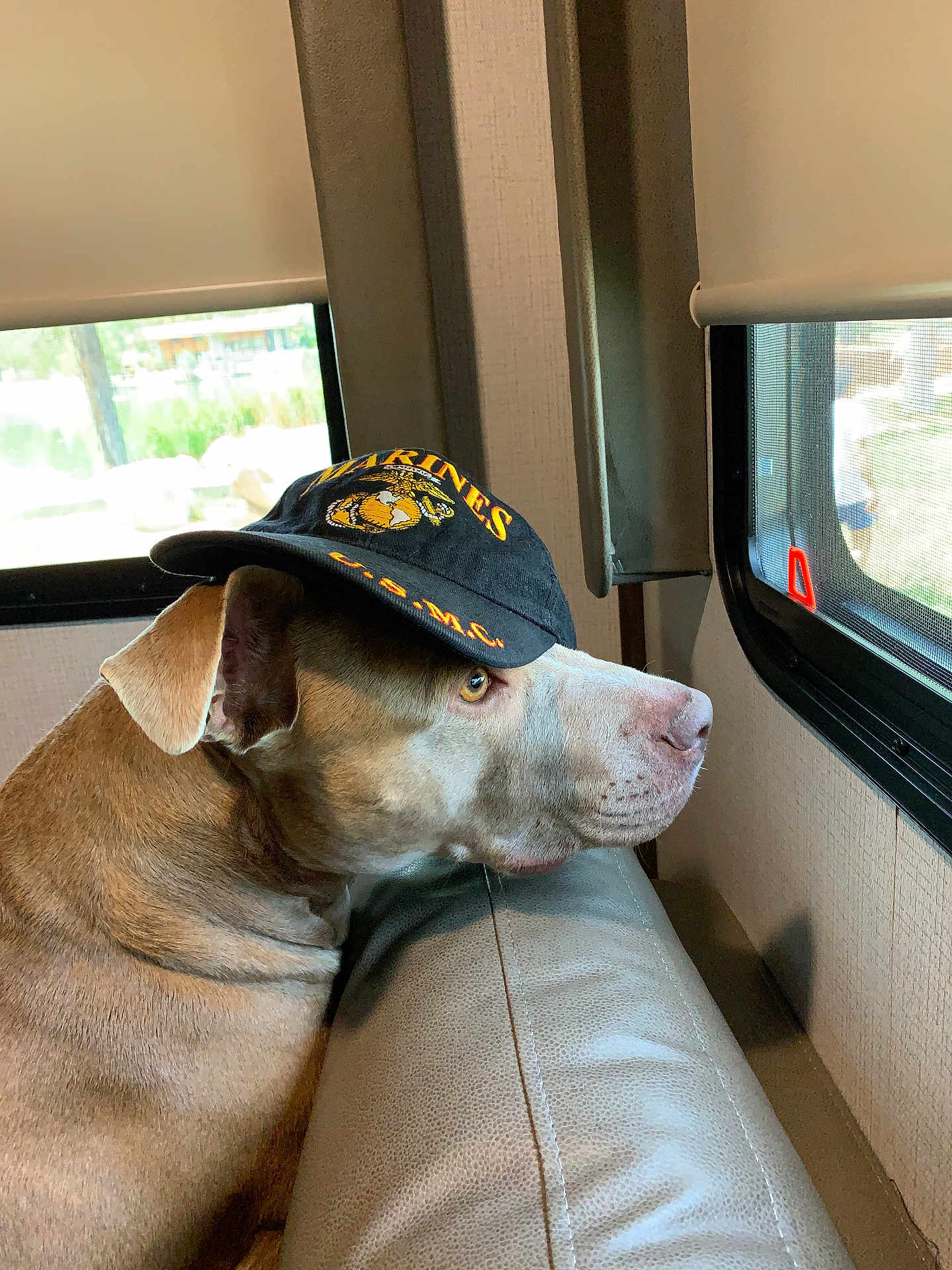 Mama Gurl is registered to the contest to win money with this photo: dog, canine, marines_hat, baseball_cap, pet, looking_out, window, indoor, sofa, upholstery, side_profile, muzzle, ear, brown_coat, nose, alert, portrait, domestic_animal, seat, calm