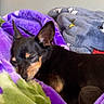 dog, sleeping, blanket, purple, green, bed, indoor, cozy, small_dog, black_dog, tan_markings, resting, pet, cute, fur, ears, nose, wall, poster, soft
