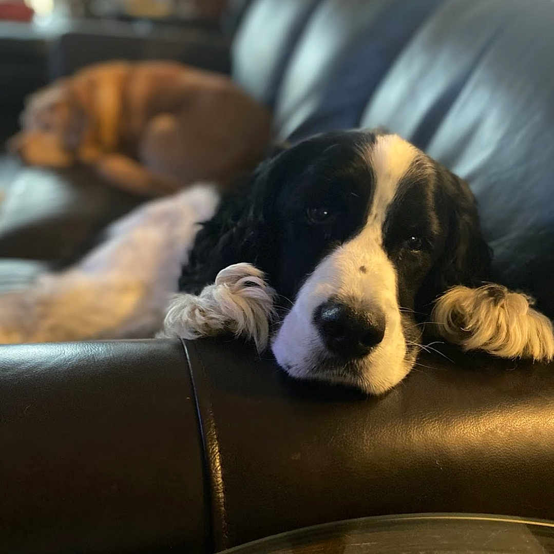 Bandit