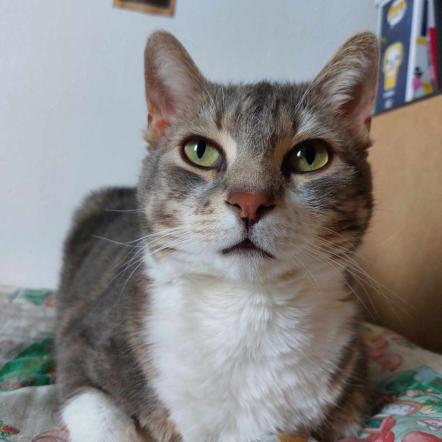 Néko a rejoint le concours — aidez-le/la à gagner de superbes lots ! abyssinian, angora, animal, applique, blanket, cat, furniture, homedecor, kitten, linen, manx, pattern, pet, siamese