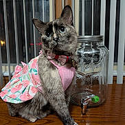 Iris joined the competition — help win amazing prizes! cat, pet, animal, dress, bow_tie, floral_pattern, glass_jar, wooden_table, indoor, window_blinds, curious, feline, domestic_cat, sitting, pink, tabletop, close_up, cute, adorable, portrait