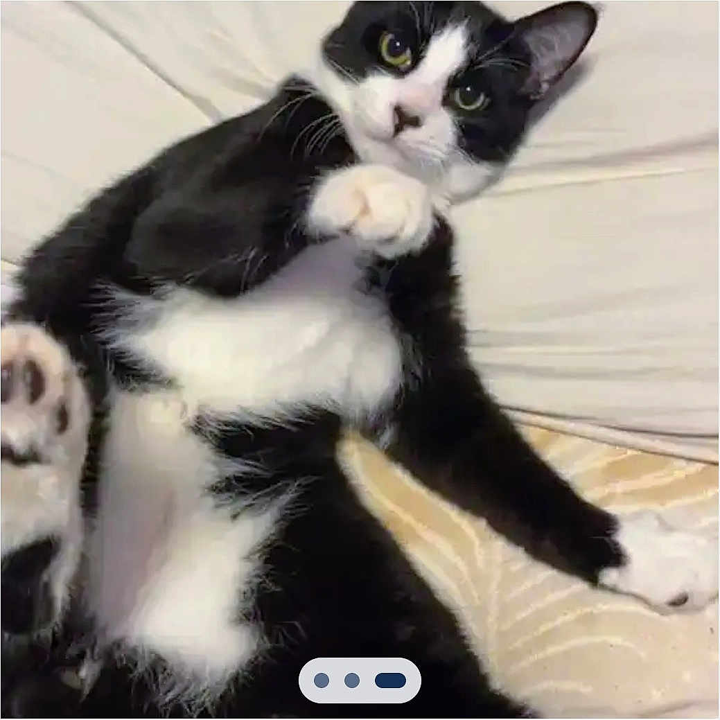 Salem Binkx is registered to the contest to win money with this photo: animal, bed, black_and_white, cat, close_up, curious, cute, domestic_cat, feline, fur, indoor, looking, lying_down, paw, pet, playful, portrait, resting, tuxedo_cat, whiskers