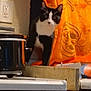 Salem Binkx joined the competition — help win amazing prizes! animal, appliance, black_and_white, blurry, cat, cooking_area, counter, curiosity, curious, domestic, feline, household, indoor, kitchen, orange_towel, pet, pot, pumpkin_design, standing, wall_outlet
