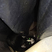 Salem Binkx is registered to the contest to win money with this photo: animal, black_and_white, cat, close_up, crevice, curious, dark, ears, feline, flash, floor, glowing_eyes, hiding, indoor, mystery, narrow_space, peeking, pet, shadow, whiskers