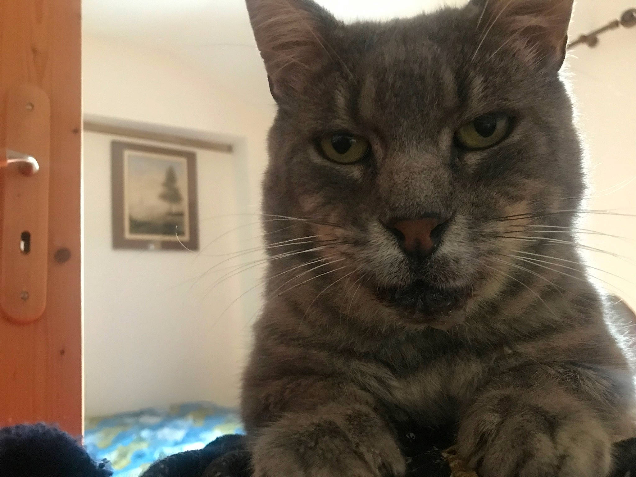 Minouchet participe au concours pour gagner de l'argent avec cette photo : carnivore, cat, domestic_short_haired_cat, felidae, fur, light_switch, paw, small_to_medium_sized_cats, snout, terrestrial_animal, whiskers, window