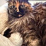 Crapouille participe au concours pour gagner de l'argent avec cette photo : cat, tortoiseshell, long_hair, pet, animal, feline, fluffy, green_eyes, resting, blanket, soft, close_up, indoor, cute, whiskers, fur, relaxed, portrait, cozy, comfortable