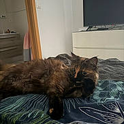 Crapouille a rejoint le concours — aidez-le/la à gagner de superbes lots ! cat, tortoiseshell, bedroom, bedspread, furniture, television, dresser, indoor, animal, pet, fur, resting, curious, cozy, blanket, pattern, comfortable, domestic, relaxed, home