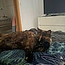 cat, tortoiseshell, bedroom, bedspread, furniture, television, dresser, indoor, animal, pet, fur, resting, curious, cozy, blanket, pattern, comfortable, domestic, relaxed, home
