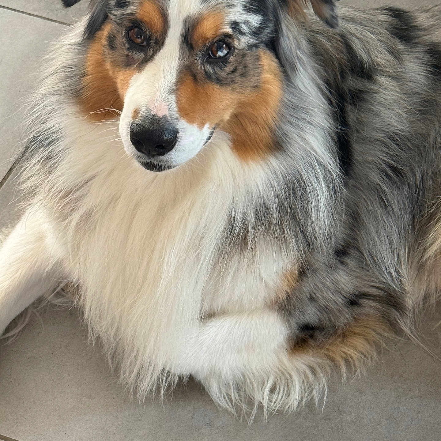 Peggy André participe au concours pour gagner de l'argent avec cette photo : dog, australian_shepherd, tricolor, fluffy, long_hair, blue_merle, pet, animal, portrait, close_up, lying_down, indoors, floor, tile, fur, white_fur, black_fur, brown_fur, alert, cute