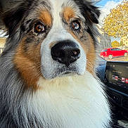 Uno participe au concours pour gagner de l'argent avec cette photo : dog, australian_shepherd, pet, animal, closeup, fluffy, car_interior, dashboard, window, outdoor, tree, sky, red_car, seat, fur, nose, whiskers, ears, brown_eyes, portrait