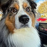 dog, australian_shepherd, pet, animal, closeup, fluffy, car_interior, dashboard, window, outdoor, tree, sky, red_car, seat, fur, nose, whiskers, ears, brown_eyes, portrait