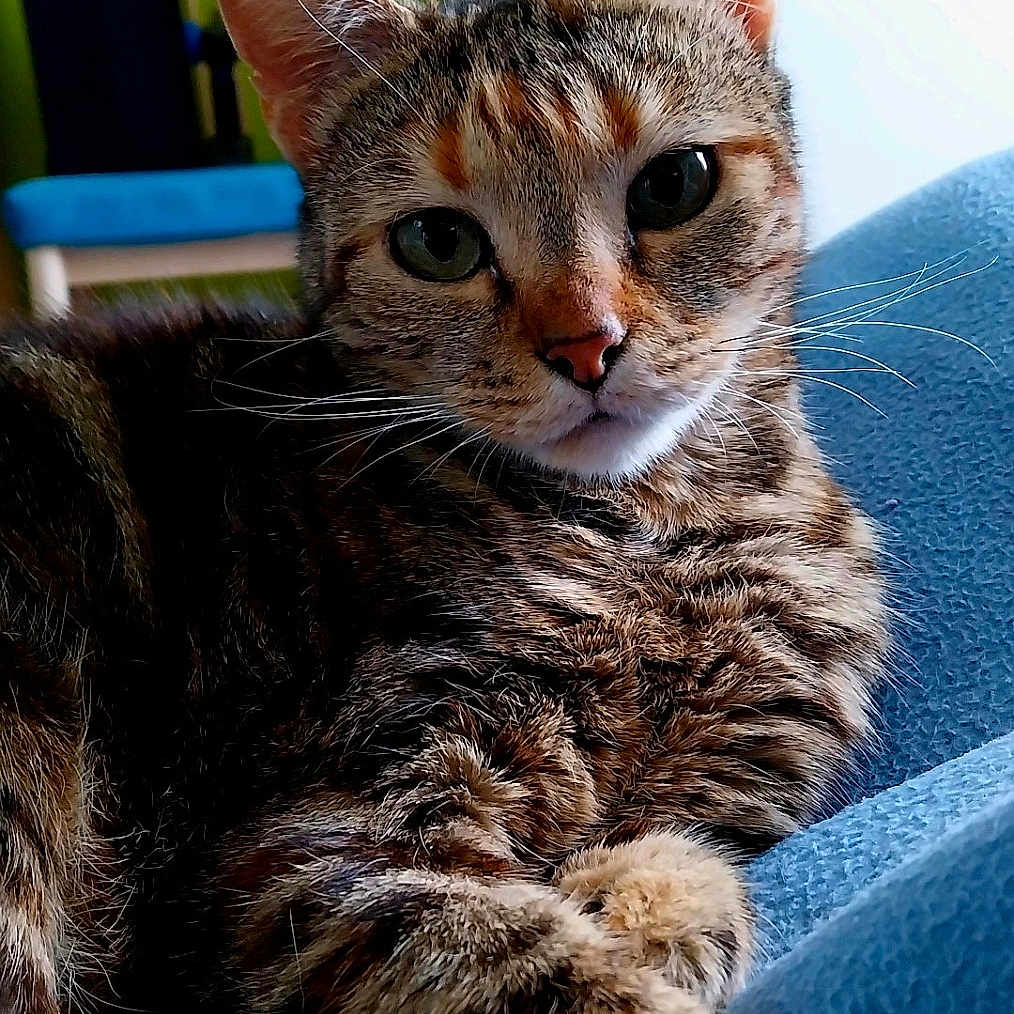 Mignonne a rejoint le concours — aidez-le/la à gagner de superbes lots ! animal, blue_blanket, cat, closeup, curious, cushion, domestic_animal, feline, fur, green_wall, houseplant, indoor, pet, plant, portrait, red_pot, relaxed, tabby_cat, whiskers, wooden_chair