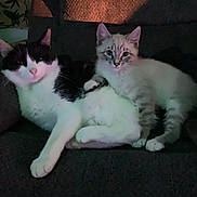 Kalima joined the competition — help win amazing prizes! cat, kitten, black_and_white_cat, tabby, feline, pets, pair, couch, sofa, indoor, whiskers, paw, fur, sitting, cuddling, relaxed, looking_at_camera, low_light, grainy, domestic_animal