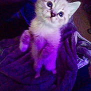 Mister is registered to the contest to win money with this photo: kitten, cat, kitten_face, pet, fur, big_eyes, paw, blanket, purple_light, indoor, cozy, portrait, whiskers, ears, young_animal, sitting, looking_up, soft_texture, closeup, cute