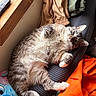Mister joined the competition — help win amazing prizes! bed, blanket, cat, clothing, cozy, furry, indoor, lounging, orange_cloth, paws, pet, plush, portrait, remote_control, stripes, stuffed_toy, sunlight, tabby_cat, whiskers, window