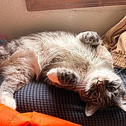 Mister is registered to the contest to win money with this photo: belly_up, blanket, cat, cozy, cushion, eyes, fabric, furry, indoor, looking_up, lying_down, orange_jacket, paws, pet, plush_toy, striped, sunlight, tabby_cat, whiskers, window