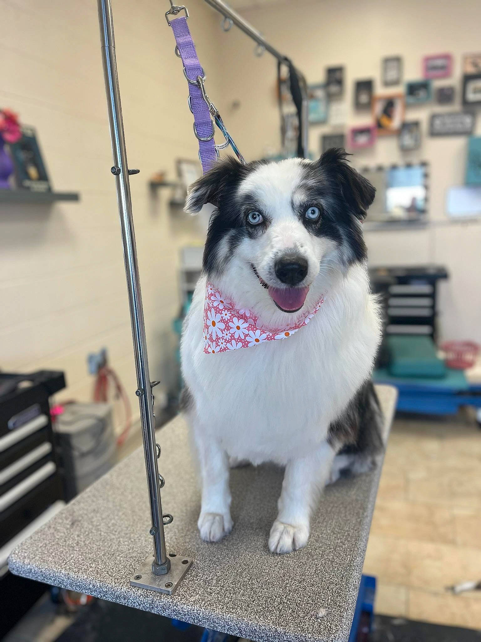 Birdie joined the competition — help win amazing prizes! blue, canidae, carnivore, collar, companion_dog, dog, dog_breed, dog_collar, dog_supply, flooring, fur, leash, mammal, non_sporting_group, pet_supply, snout, sporting_group, sports_equipment, toy_dog, working_dog