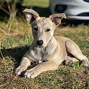 Taïga a rejoint le concours — aidez-le/la à gagner de superbes lots ! dog, puppy, grass, outdoor, animal, pet, sunlight, ears, nose, fur, laying, nature, mammal, canine, young, portrait, daylight, relaxed, background, vehicle
