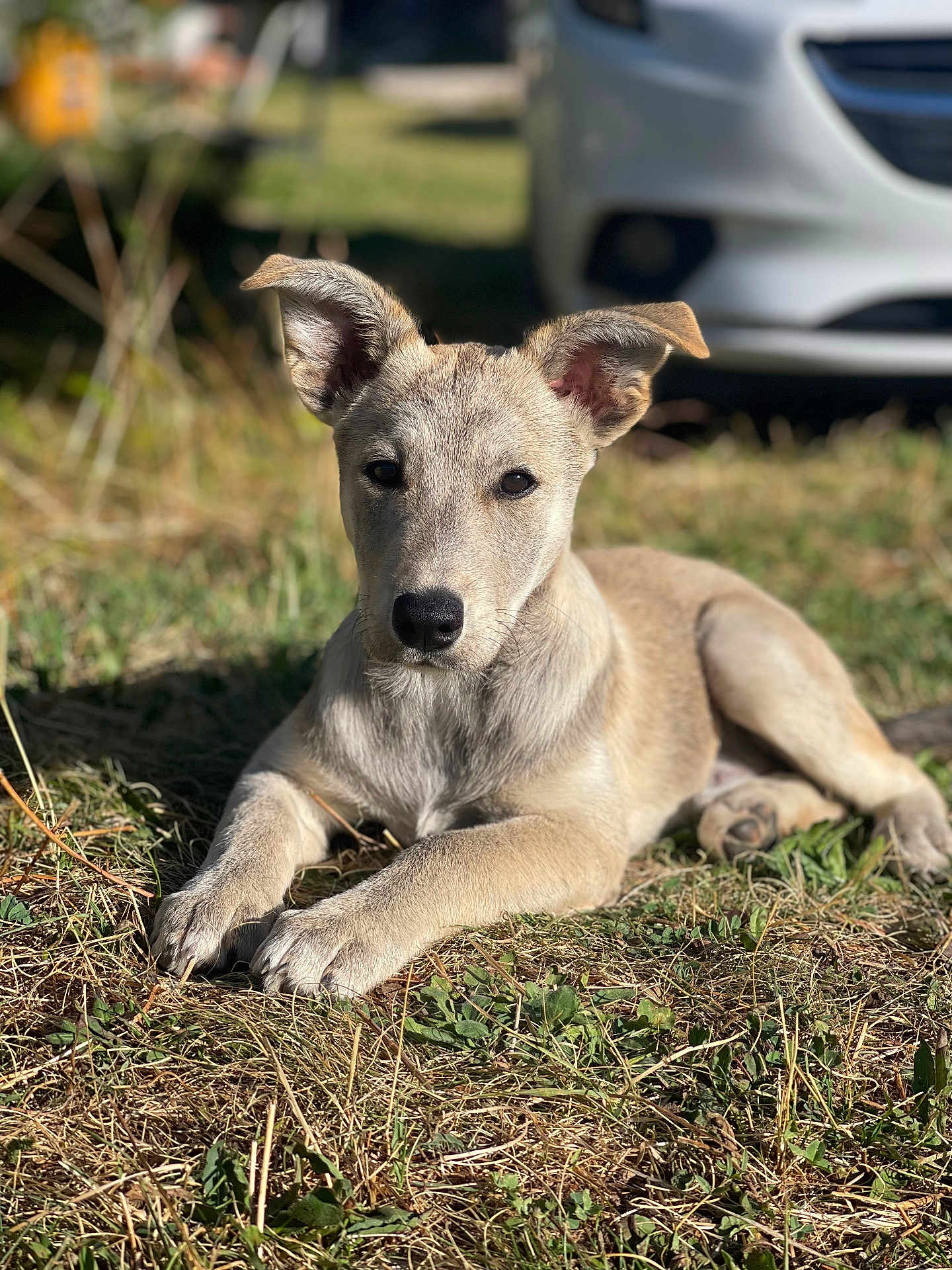 Taïga a rejoint le concours — aidez-le/la à gagner de superbes lots ! dog, puppy, grass, outdoor, animal, pet, sunlight, ears, nose, fur, laying, nature, mammal, canine, young, portrait, daylight, relaxed, background, vehicle