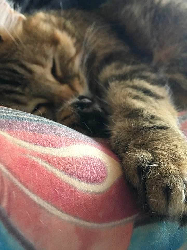 Soja participe au concours pour gagner de l'argent avec cette photo : american_shorthair, carnivore, cat, claw, domestic_short_haired_cat, dragon_li, european_shorthair, felidae, fur, kitten, nap, paw, pixie_bob, polydactyl_cat, sleep, small_to_medium_sized_cats, snout, tabby_cat, whiskers