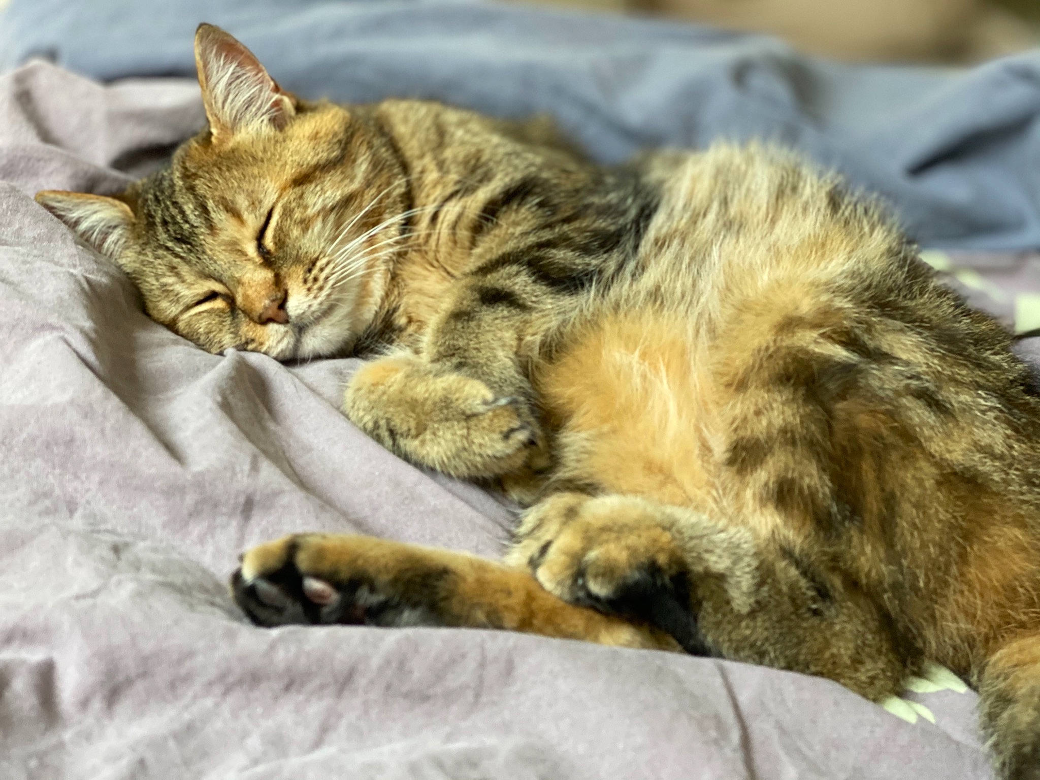 Soja a rejoint le concours — aidez-le/la à gagner de superbes lots ! american_bobtail, california_spangled, carnivore, cat, claw, domestic_short_haired_cat, dragon_li, european_shorthair, felidae, fur, kitten, mammal, nap, pixie_bob, sleep, small_to_medium_sized_cats, tabby_cat, toyger, whiskers, wild_cat