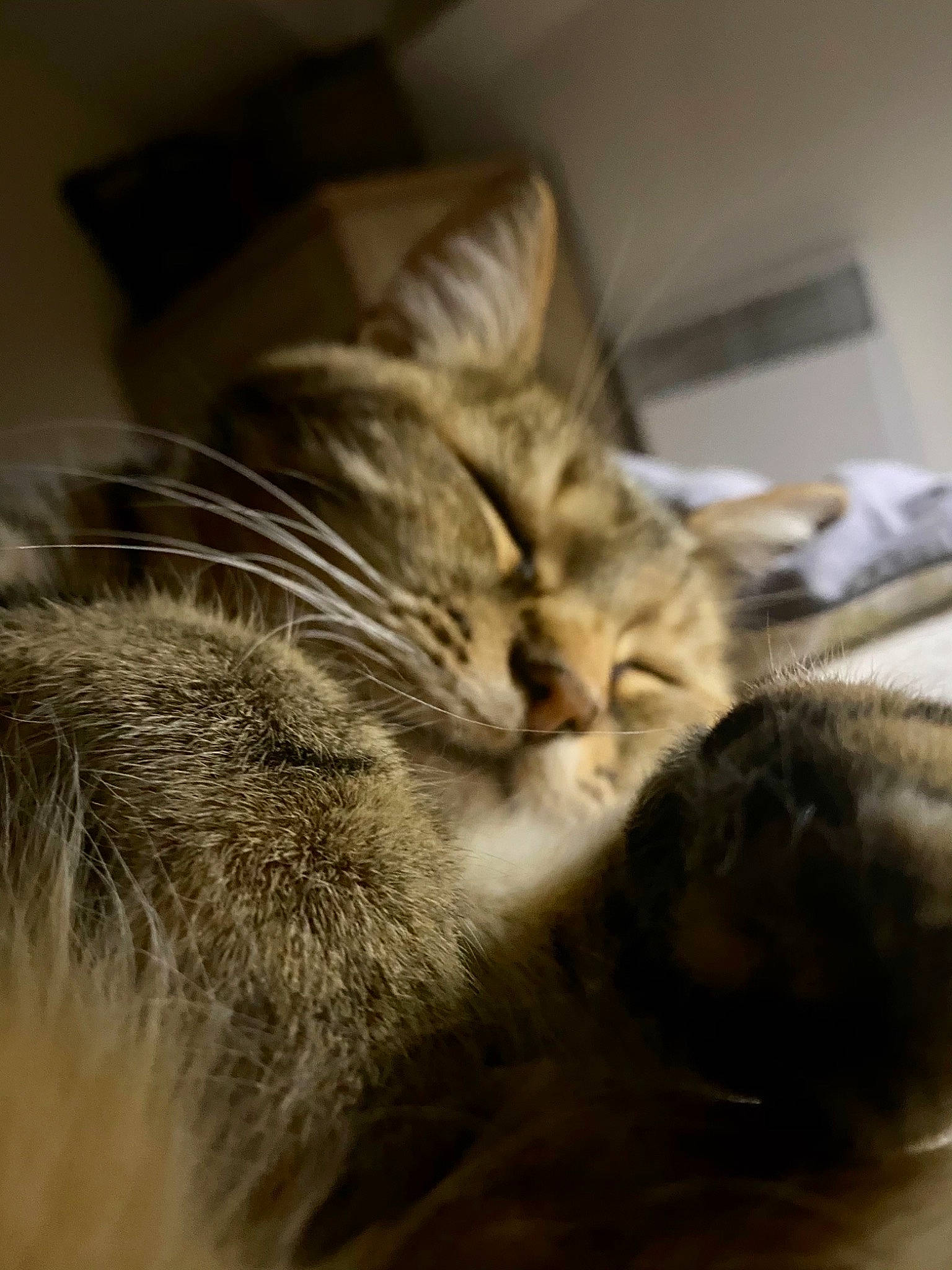 Soja a rejoint le concours — aidez-le/la à gagner de superbes lots ! american_shorthair, asian, carnivore, cat, close_up, domestic_short_haired_cat, dragon_li, european_shorthair, felidae, fur, kitten, nap, norwegian_forest_cat, paw, pixie_bob, siberian, small_to_medium_sized_cats, snout, tabby_cat, whiskers