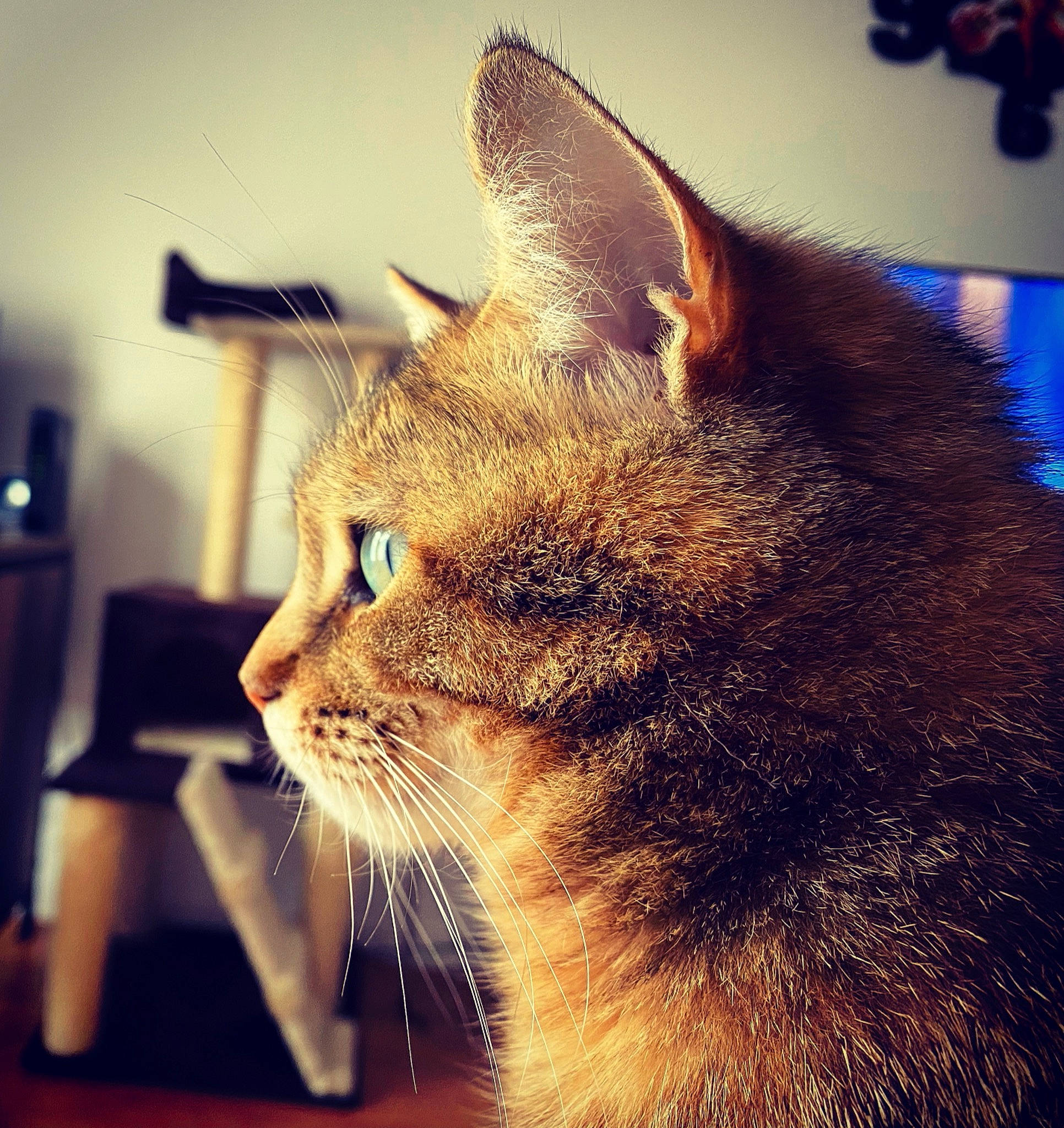 Soja participe au concours pour gagner de l'argent avec cette photo : abyssinian, asian, carnivore, cat, chausie, domestic_short_haired_cat, ear, european_shorthair, eye, felidae, fur, kitten, mammal, nose, sky, small_to_medium_sized_cats, snout, tabby_cat, whiskers, window